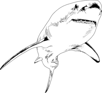 在白色的背景上绘制在油墨中的大白鲨