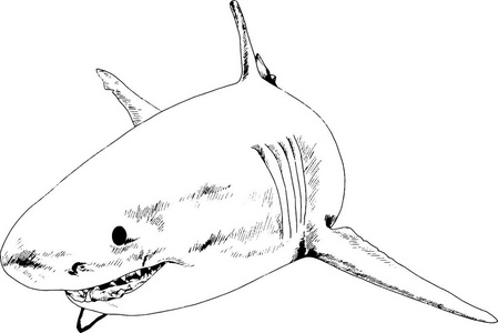 大白鲨吃人图片