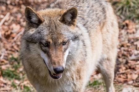 大灰狼的猎物，从前面看，潜伏着。欧洲狼，Europaeischer 狼，狼，狼，捷克共和国