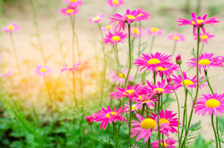 花园里有粉红色的雏菊。自然壁纸, 设计背景, 文字的位置, 春天的花朵