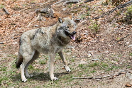 大灰狼的猎物，从前面看，潜伏着。欧洲狼，Europaeischer 狼，狼，狼，捷克共和国