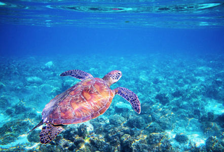 海龟在蓝色水在珊瑚礁之上。热带海洋性质的异国情调的岛屿。绿海龟在蓝色的海水中。热带泻湖的绿龟。可爱海洋动物龟水下照片