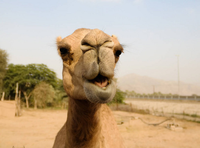 搞笑的骆驼头在阿联酋沙迦的肖像