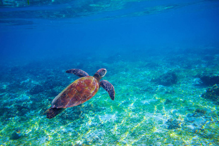 水生龟海龟在海水中.海上绿海龟特写.热带珊瑚礁野生动物.野生龟海底.