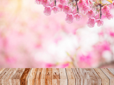 冬春季节设计背景与粉色樱花