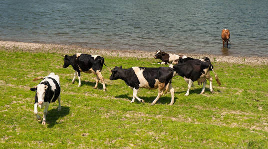 阳光明媚的一天, 河上成群的奶牛全景照片