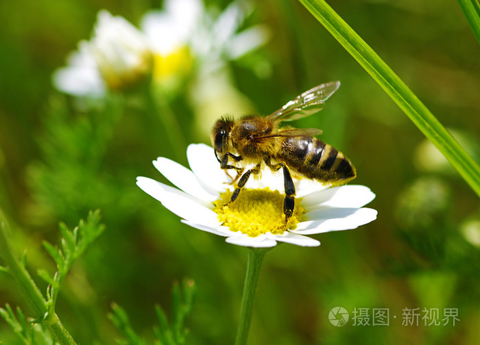 在白色的蜜蜂