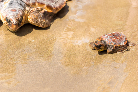 海龟与母亲在海滩上