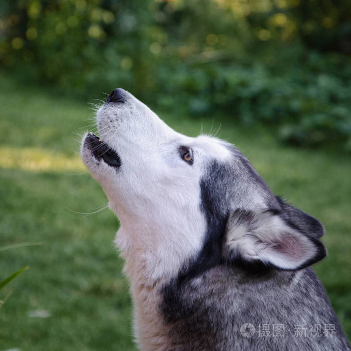 西伯利亚沙哑的狗嚎叫在草地上的背景
