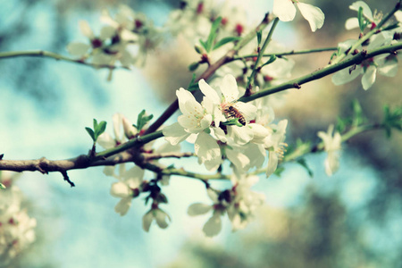 春天白色的樱花树的背景