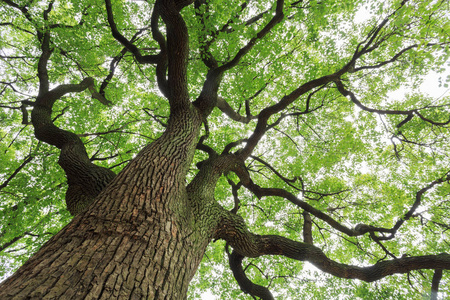 一棵大树枝繁叶茂照片