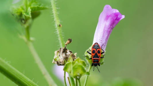 萤火虫 Pyrrhocoris apterus 在普通锦葵或 Malva 的粉红色花朵上