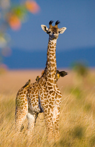 可爱的小长颈鹿图片