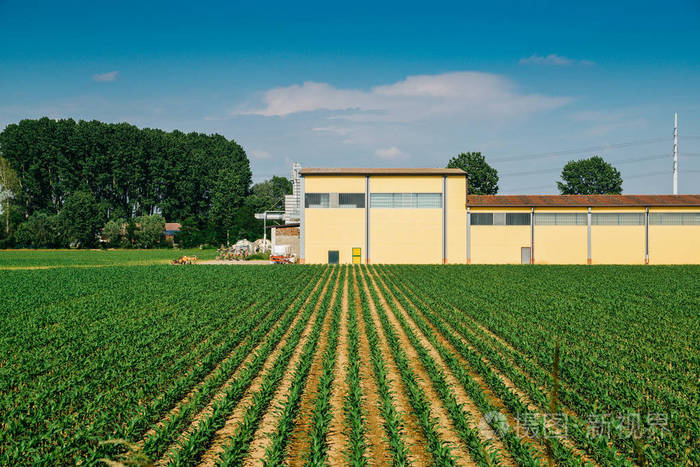 意大利伦巴第乡村农场的一排蔬菜