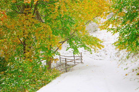 雪在秋天的山毛榉树林图片