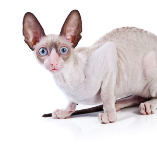 科尼什雷克斯小猫图片