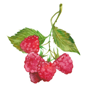水彩红树莓照片