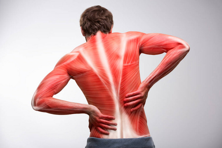 背痛。 运动员躯干与肌肉结构的后视图。