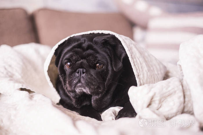 帕格狗在毯子下玩得很开心。躺在棕色的沙发上, 你看着温柔的眼睛裹着白色的毯子