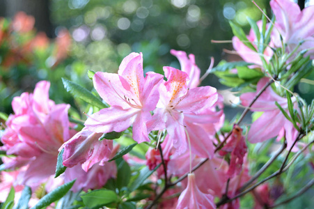 春季城市公园的自然与杜鹃花花