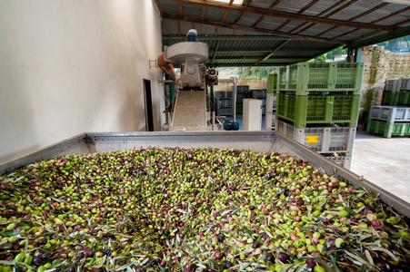 开始阶段的橄榄油生产 橄榄被装在一个大的金属漏斗