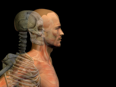 人类或男性解剖与骨骼
