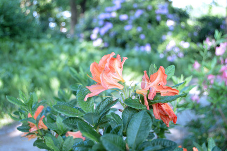 春季城市公园的自然与杜鹃花花