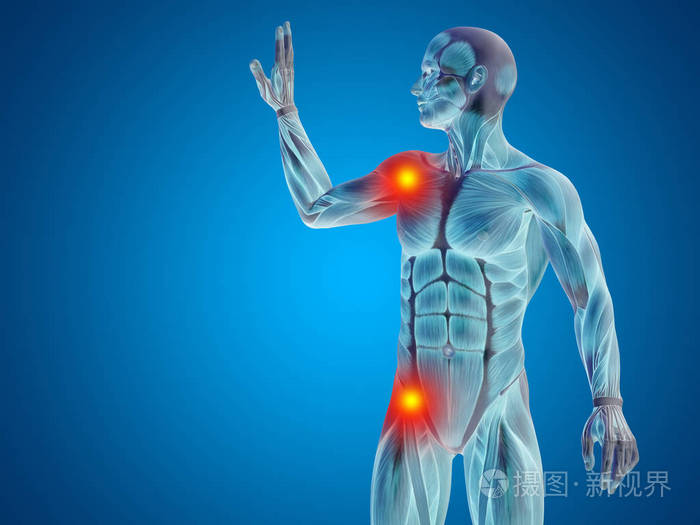 男性的上半身解剖照片 正版商用图片0peixg 摄图新视界 男性的上半身解剖照片 正版商用图片0peixg 摄图新视界