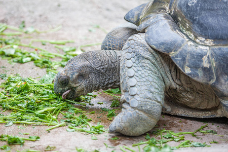 三只乌龟在春天的草地上在草地上的龟关闭草上的川井龟.