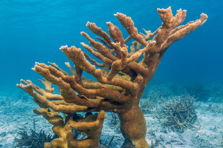 埃尔克霍恩珊瑚 Acropora 黄山梅被认为是加勒比地区最重要的珊瑚礁建筑珊瑚之一。