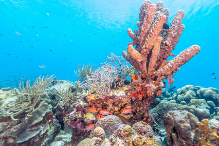 珊瑚礁里鱼图片