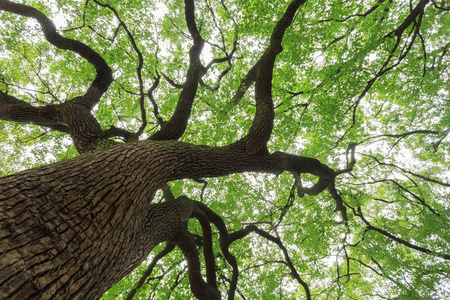枝繁叶茂的树一棵大树枝繁叶茂照片