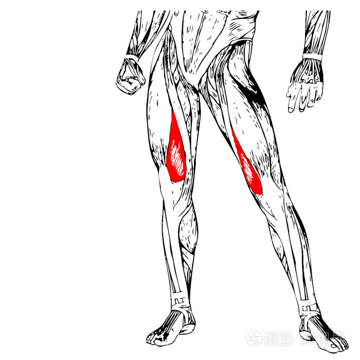 人类的大腿解剖