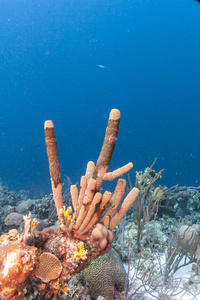 Carbiiean 海珊瑚礁