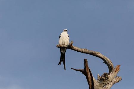 白色和灰色男性燕子尾 Elanoides forficatus 栖息在一棵死树在那不勒斯, 佛罗里达州