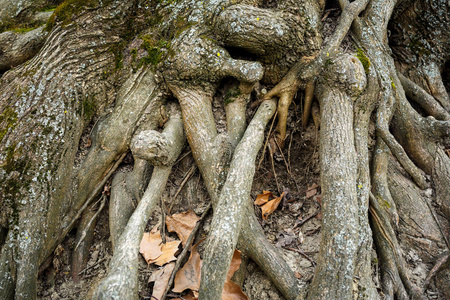 树根和叶子的特写.水平框架射击照片