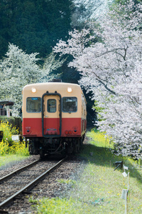 Kominato Tetsudo 火车和樱花樱花在春季季节。Kominato 线是日本千叶州的一条铁路线。