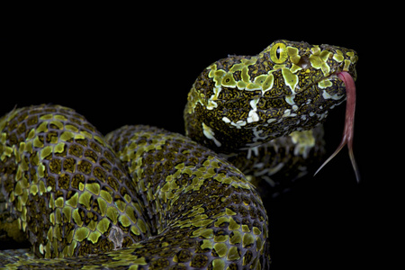 莽山 pitviper Zhaoermia mangshanensis 是中国云南省特有的濒危巨型毒蛇物种。