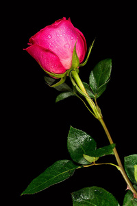 露水在花在黑色背景中的露水沾红色玫瑰花卉照片