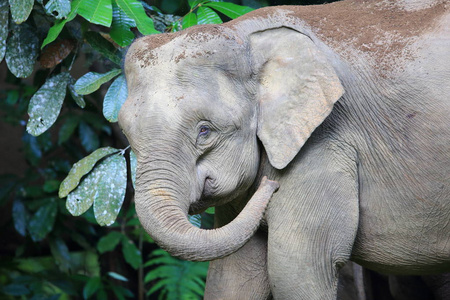 在婆罗洲的沙巴婆罗洲大象 亚洲象马克西姆斯研究结果
