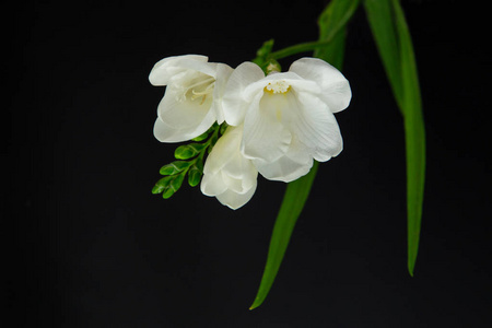 单花单花白色小苍兰照片