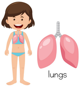 人肺插画动画片