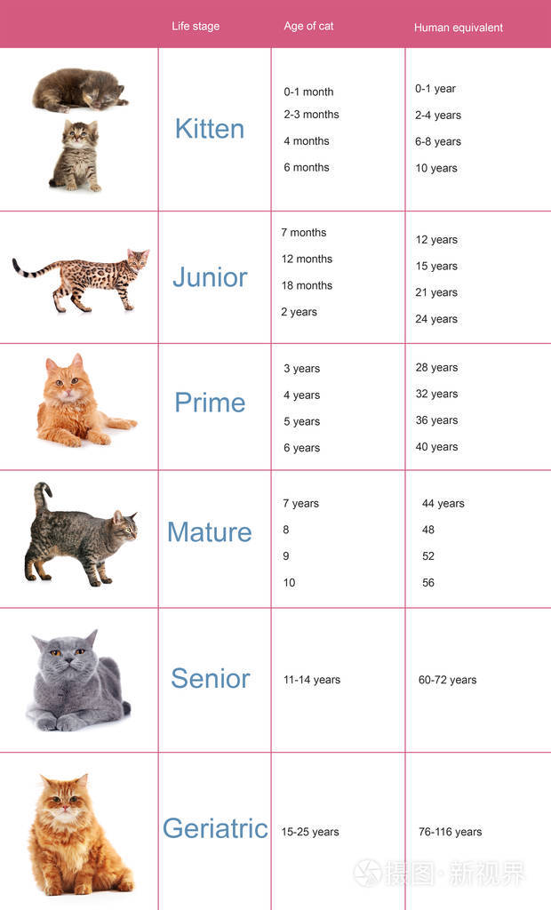 宠物年龄概念猫和人类年为背景的比较图表
