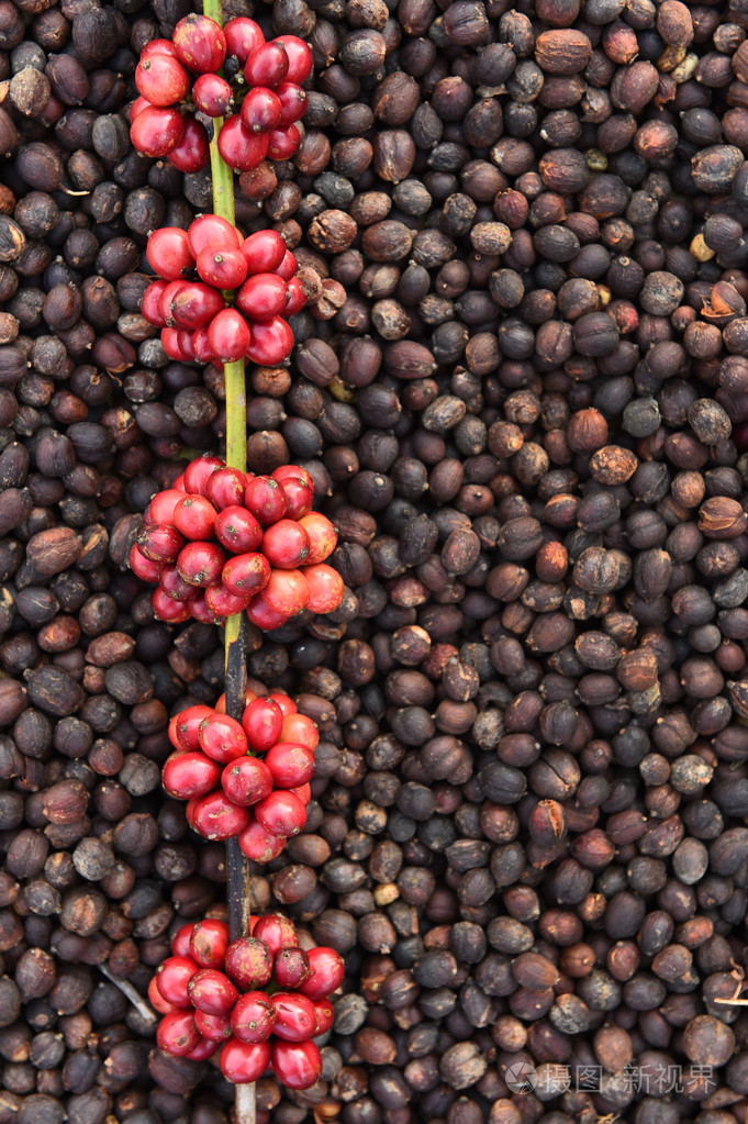 咖啡豆成熟干果咖啡豆