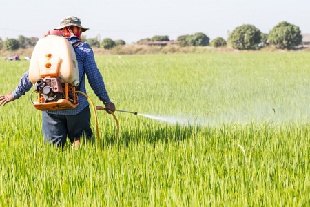 农民在稻田里喷洒杀虫剂图片