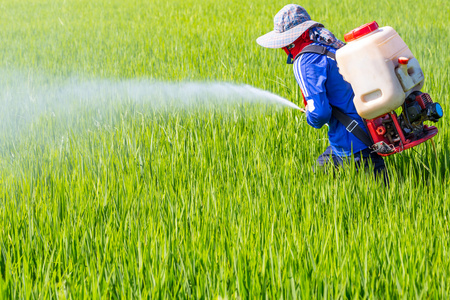 农民在稻田里喷洒杀虫剂照片