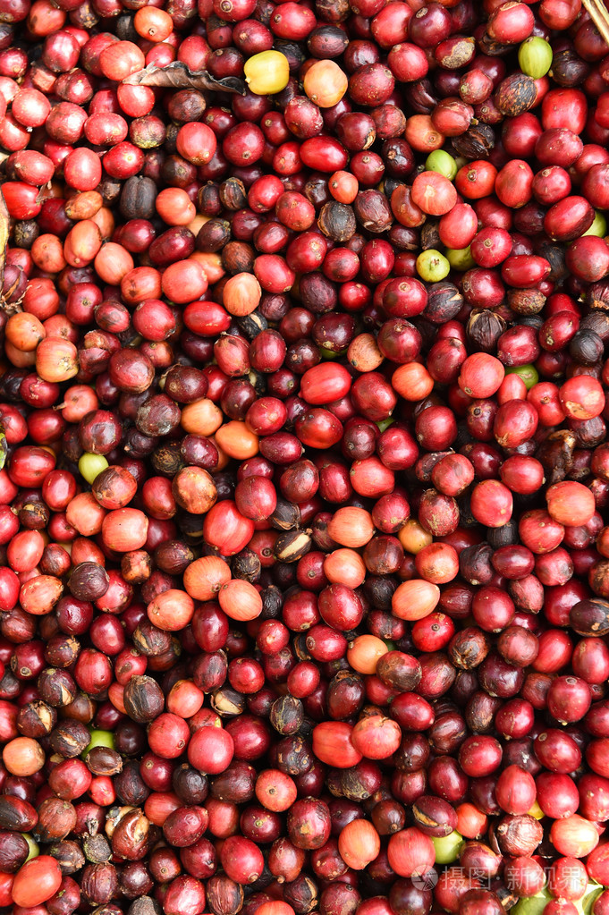 新鲜的咖啡豆在烤之前