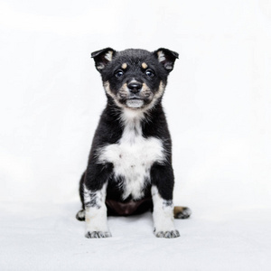 宠物肖像主题小黑白色小狗半品种