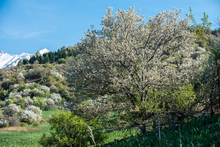 哈萨克斯坦阿拉木图山脉盛开的苹果花园