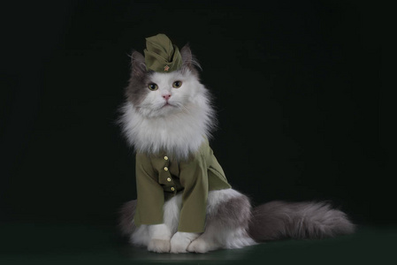 一只猫在一名士兵的制服